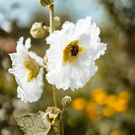 Thomashof Klein-mutz *