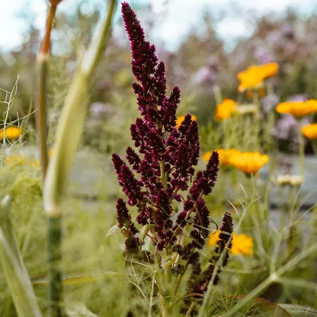 Thomashof Klein-mutz Zehdenick