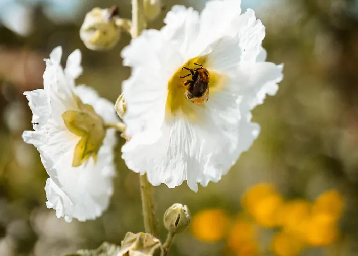 Thomashof Klein-mutz *